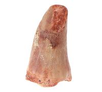 CVUTOVO Modèle De Dents Modèle De Squelette De Dinosaure Modèle De Dent De Dinosaure Modèle Éducatif De Simulation De Dinosaure De Dinosaure Dents De Dinosaure Squelettes