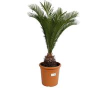 Cycas ? Cycas revoluta 50/60 cm Pot 9L