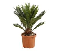 Cycas ? Cycas revoluta 50 cm Pot 5L