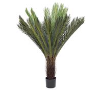 Cycas Palm Plant C-Pot 28Leaves H120