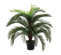 Cycas Palm Plant C-Pot 30Leaves H100