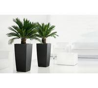 Cycas Revoluta : 1