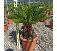Cycas revoluta 80 l tronc 90-100 cm 150-175 cm