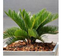 Cycas Revoluta de Qualité Supérieure | Superbe Plante d’intérieur | Cadeau 30 à 40 cm en Pot