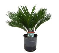 Cycas Revoluta - Fern Palm - Pot 15cm - Hauteur 45-60cm