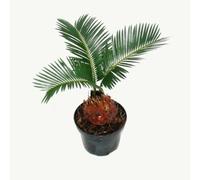 Cycas revoluta - Japanese palm fern with tuber - 9cm pot