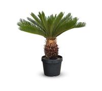 Cycas revoluta - palmier - stip 25 cm - 80-90 cm - ⌀ 30 cm - plante d'extérieur