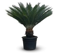 Cycas revoluta - palmier - stip 35-40 cm - 130-150 cm - ⌀ 45 cm - plante d'extérieur