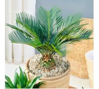 Cycas Revoluta - Sagoutier | Plante d'intérieur Vivace de 30 à 40 cm