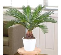 Cycas Revoluta - Sagoutier | Superbe Plante d'intérieur à Vendre | 30-40 cm en Pot