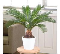 Cycas Revoluta - Sagoutier | Superbe Plante d'intérieur à Vendre | 30-40 cm en Pot