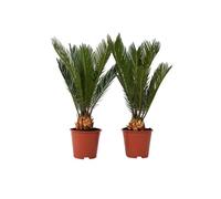 Cycas Revoluta - Set de 2 - Palmier fougère - Pot 15cm - Hauteur 45-60cm