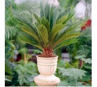 Cycas Revoluta Vivace - Sagoutier | Plante pour la Maison ou le Bureau (de 30 à 40 cm Pot inclus)