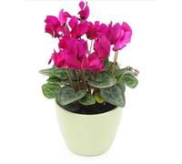 Cyclamen Terre Romagna, plantes en pot 12 cm, fleurs violettes