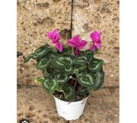 Cyclamens plante Vera Terre di Romagna Vase 10cm