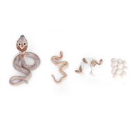 Cycle de croissance Cobra,Cycle de vie de la croissance du serpent,Jouet miniature de serpent,Cycles de vie d'animaux en plastique,Modèle de cycle de vie d'un animal