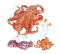 Cycle De Croissance Des Poulpes, Modèle Biologique Du Cycle De Croissance Des Animaux Pour L'Éducation Des Enfants, Cadeaux De Fête Sur Le Thème Des Insectes