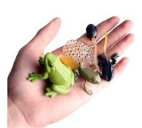 Cycle de vie de la grenouille avec cartes flash - Kit de têtard aux grenouilles d'insectes, figurines d'animaux réalistes (grenouille), figurines d'animaux du cycle de vie montagnes