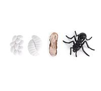 Cycle De Vie Des Insectes Fourmis, Modèle De Cycle De Croissance Vinyle Multi-usages Cycle De Croissance Des Animaux Pour Les Projets Scolaires(m4183 Fourmis (50,5g))