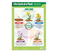 Cycle de vie d'une plante | Affiches scientifiques | Papier brillant mesurant 850mm x 594mm (A1) | Graphiques Sciences pour la classe | Tableaux éducatifs par Daydream Education