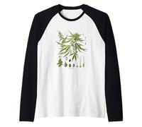 Cycle de Vie d'une Plante de Marijuana Cannabis Sativa Cannabineae Manche Raglan