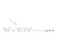 Cygnes et canards H0 NOCH 15774 1 set G