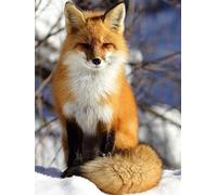 CYKEJISD Puzzle Adulte 1000 Pièces Queue De Renard Puzzle Classique Puzzle Adulte Kit De Bricolage Jouet en Bois Cadeau Unique Moderne Home Decor