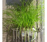 Cypérus à feuilles alternes Zumula | Plante d'intérieur adaptée aux chats | 20-30 cm (Pot Inclus)
