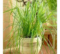 Cypérus à feuilles alternes Zumula | Plante d'intérieur en pot idéale pour les chats (20-30 cm en Pot)