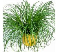 Cypérus Zumula - Herbe à chat | En pot, soutien digestif adapté aux chats | 20-30 cm