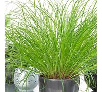 Cypérus Zumula - Herbe à chat | Plante compacte à feuilles persistantes | Plante d'intérieur 20-30cm