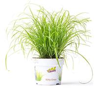 Cypérus Zumula - Herbe à chat | Plante d'intérieur adaptée aux chats (20-30 cm, pot inclus)
