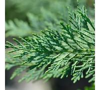 Cyprès de Leyland Type 2001 - Cupressocyparis Leylandii 2001 80cm en Pot - Plante En Pot - Floraison Printemps Couleur Des Fleurs - Hauteur 80 cm