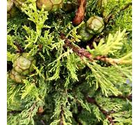 Cyprès de Provence Pyramidalis Cupressus sempervirens Pyramidalis Livré en pot de 12 L hauteur 125/150 cm environ Couleur