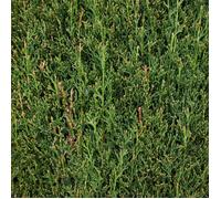 Cyprès de Provence Totem - Cupressus sempervirens Totem 80/100cm Pot 5L