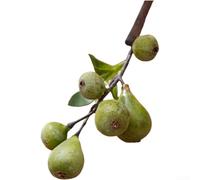 CYRENT Fleur de figue artificielle en mousse multi-tiges réaliste rose rouge jaune vert décoration d'intérieur mariage centre de table photographie accessoire durable 1 pièce (vert)