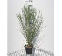 Cytisus praec. 'Albus' - Genêt noble en conteneur 40- 60 cm