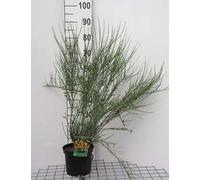 Cytisus praec. 'Allgold' - Genêt Allgold 40- 60 cm conteneur