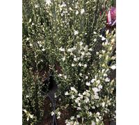 Cytisus praecox 'Albus' - Genêt noble conteneur 40 - 60 cm