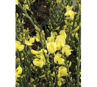 Cytisus praecox 'Allgold' - Genêt noble 40 - 60 cm conteneur