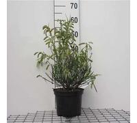 Cytisus (s) 'Golden Sunlight' - Genêt jaune 40- 60 cm conteneur