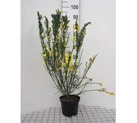 Cytisus scoparius - Ajonc d'Europe 40- 60 cm Conteneur