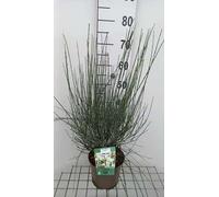 Cytisus 'White Lion' - Genêt à balai 40- 60 cm conteneur