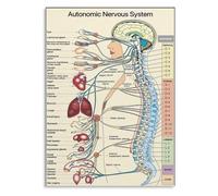CZMDKEXM Autonomic Nervous System ANS Diagram Human Anatomy Metal Sign Educational Chart Wall Decor for Clinic Hospital Office or Study 8 X 12 in