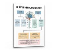 CZMDKEXM Mental Health Education Poster: Human Brain Anatomy & Nervous System Art for Office, Social Worker Counseling Room Wall Decor(12x18inch(30x45cm),Unframed)