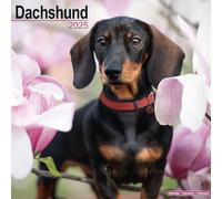 Dachshund Calendar 2025 Square Dog Breed Wall Calendar - 16 Month