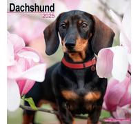 Dachshund - Dackel 2025 - 16-Monatskalender