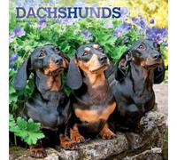 Dachshunds - Dackel 2027 - 16-Monatskalender: Original BrownTrout-Kalender [Mehrsprachig] [Kalender]