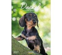 Dackel 2027: Wandkalender mit Fotos von Dackeln. Format 23,5 x 33,5 cm.
