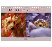 DACKELmix Elli Pirelli (Tischkalender 2026 DIN A5 quer), CALVENDO Monatskalender: ....mit neuen Abenteuern aus der Hundeknipserei